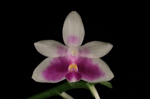 Phalaenopsis modesta Joseph Wu HCC 77 pts.